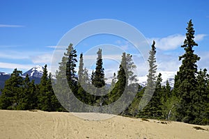 Carcross Desert, next to Klondike Highway