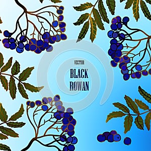 Card with a black (blue) rowan