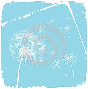 Card with dandelion and blue background