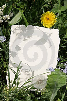 Card with dandelion and other rich greenery