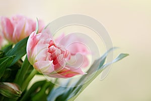 Card with delicate pink tulips