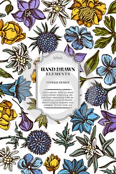 Card design with colored bellflower, edelweiss, globethistle, globeflower, meadow geranium, gentiana