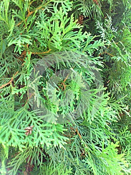 Card with ever green thuja