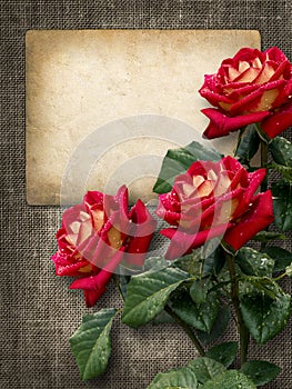 Card for invitation or congratulation with red roses