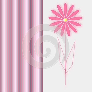 Card pink flower on white background
