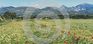 Card with red poppies flowers and green cones wheat on background nature spring field. Summer village rural landscape blurred back