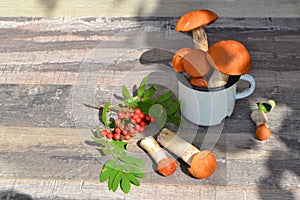 Card of russian cuisine: Gifts of autumn forest: mushrooms, rowan berries on wooden table in sunny day