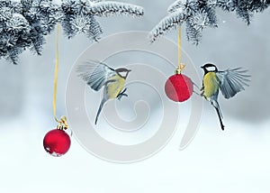 Greeting card with tit birds spread their wings flying near the brilliant red festive balloons on a Christmas tree in a winter