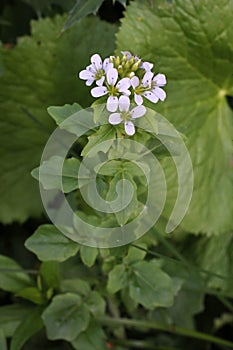 Cardamine amara subsp. balcanica - Wild plant shot in the spring