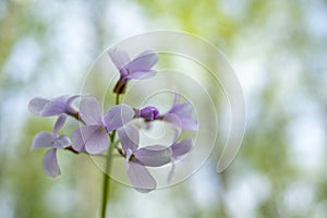 Cardamine bulbifera or Coralroot Wild Flower photo