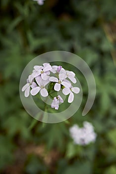 Cardamine bulbifera in bloom photo