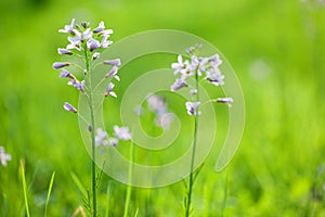 Cardamine flower