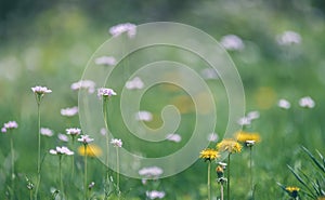 Cardamine flower in the meadow selective focus