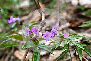 Cardamine glanduligera flower in Beskidy, Poland