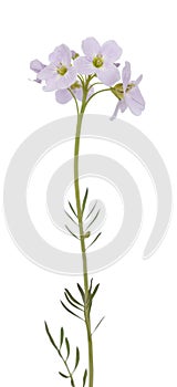 Cardamine pratensis