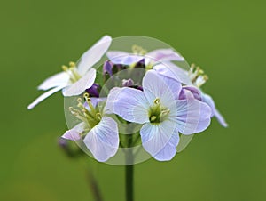 Cardamine pratensis