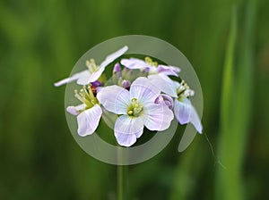 Cardamine pratensis