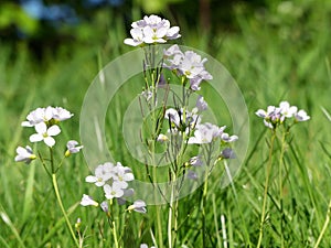 Cardamine pratensis cuckooflower, lady`s smock, mayflower, or milkmaids, a flowering plant in the family Brassicaceae