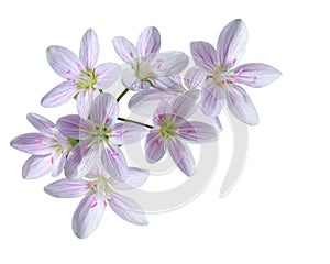 Cardamine Pratensis Flower