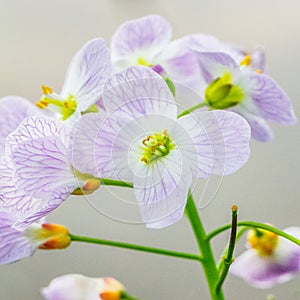 Cardamine pratensis, lady`s smock flower