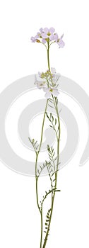 Cardamine pratensis