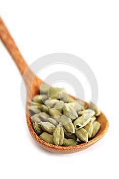 Cardamom