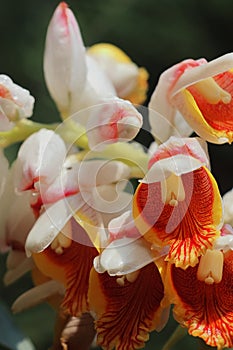 cardamom (badi elaichi) flowers blooming in spring, beautiful exotic flowers are looks like orchid