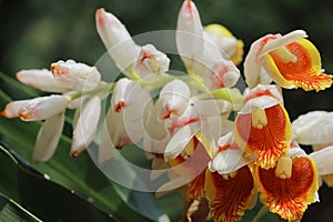 cardamom (badi elaichi) flowers blooming in spring, beautiful exotic flowers are looks like orchid