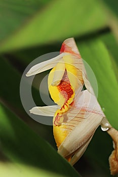 cardamom (badi elaichi) flowers blooming in spring, beautiful exotic flowers are looks like orchid