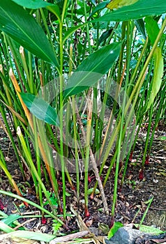 Cardamom or Cardamom plant (Elettaria cardamomum) on plantations.