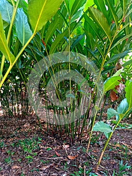 Cardamom or Cardamom plant (Elettaria cardamomum) on plantations.