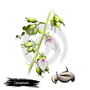 Cardamom, Cardamon or Cardamum is spice made from seeds of several plants in genera Elettaria and Amomum. Small seed pods,