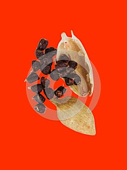 Cardamom or Elaichi or Yelakkai or Ellakkaya or Kardamom or Hil or Elettaria with its tiny black seeds in red background