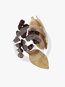 Cardamom or Elaichi or Yelakkai or Ellakkaya or Kardamom or Hil or Elettaria with its tiny black seeds in white background photo