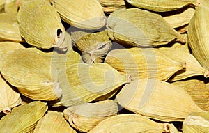 Cardamom ( Elettaria cardamomum )