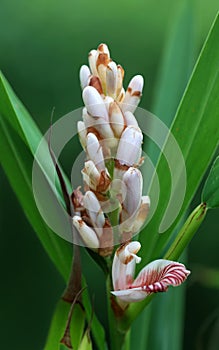 Cardamom flower