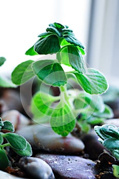 Cardamom geraniums