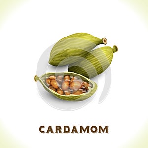 Cardamom isolated on white