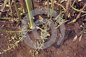 Cardamom Plant with Tender Cardamom yield