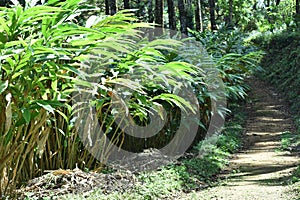Cardamom plantation with treck path photo