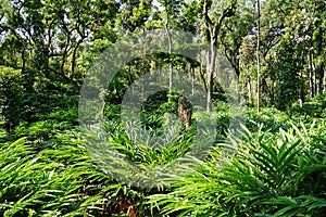 Cardamom plantations on the western gats of Kerala, India