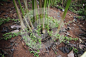 Cardamom plants growing at Cardamom Hills