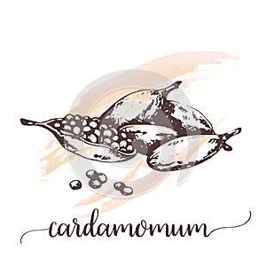 Cardamom sketch on watercolor paint. Hand drawn ink illustration of spice. Vector design for tags, cards, packaging