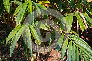 Cardamom stems and leaves at plantation in Kumily, Kerala, India