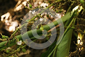 Cardamon or cardamum- a spice made from the seeds of several plants in the genera Elettaria and Amomum in the family Zingiberaceae