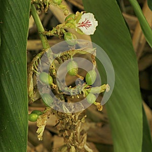 Cardamon or cardamum- a spice made from the seeds of several plants in the genera Elettaria and Amomum in the family Zingiberaceae