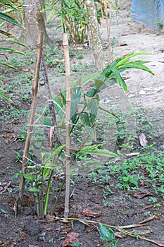 cardamon tree farm on field