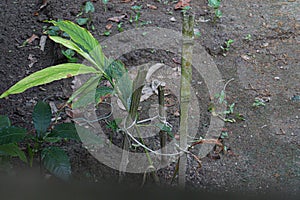 cardamon tree farm on field