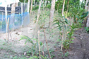 cardamon tree farm on field