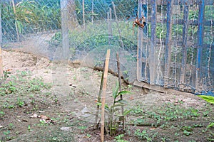 cardamon tree farm on field